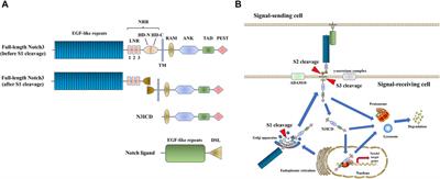 The Role of Notch3 Signaling in Cancer Stemness and Chemoresistance: Molecular Mechanisms and Targeting Strategies